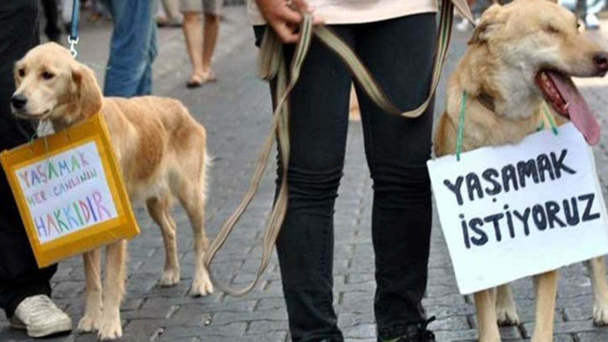 Son dakika! Hayvan hakları yasası çıkıyor