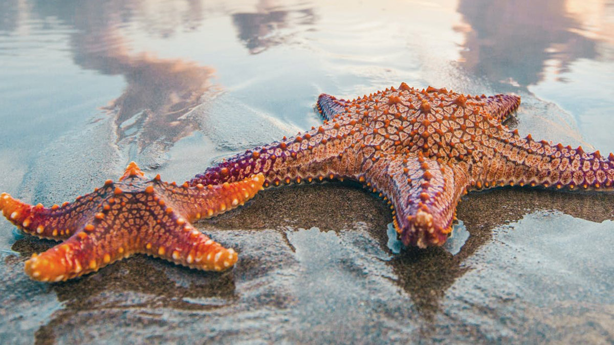 Fas'ta 480 milyon yıllık denizyıldızı bulundu