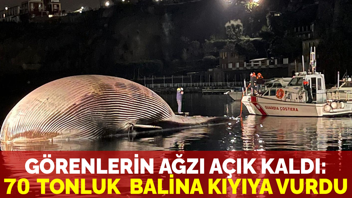 Görenlerin ağzı açık kaldı: 70 tonluk ölü balina kıyıya vurdu