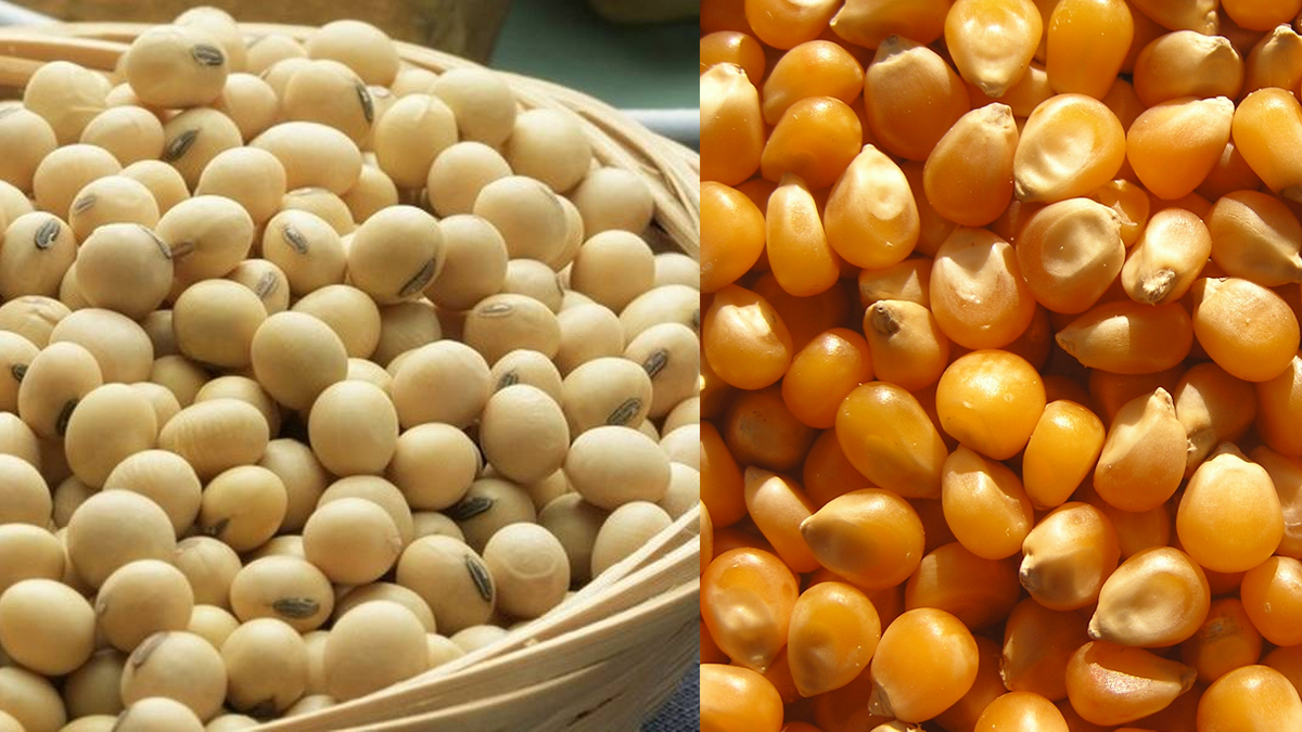 Tarım Bakanlığı, GDO'lu 2 soya ve bir mısır çeşidine onay verdi