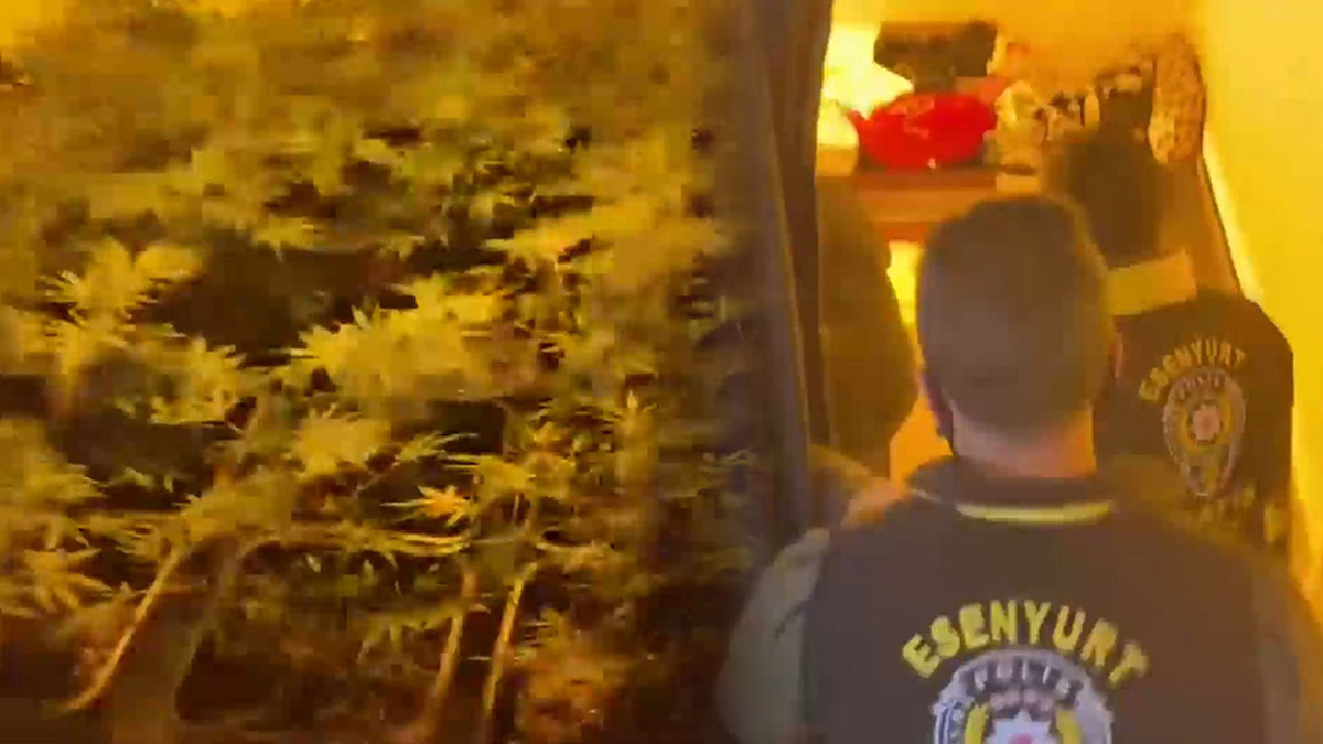 Uyuşturucu serası yakalanan emlakçının savunması pes dedirtti: Satıcı değilim, içiciyim