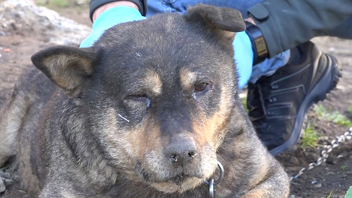 Komşusunun köpeğini bahçesine giriyor diye sopayla döverek öldürdü