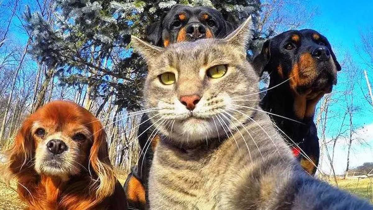 Hayvan Hakları Yasası için 'Yaşam İçin Yasa İnisiyatifi'