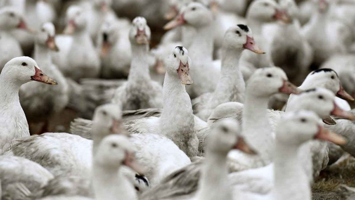 Koronavirüsün vurduğu Fransa'da yeni kabus