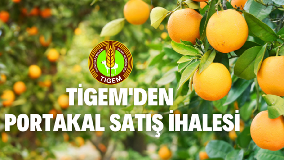 Boztepe Tarım İşletmesi Müdürlüğünden portakal satış ihalesi