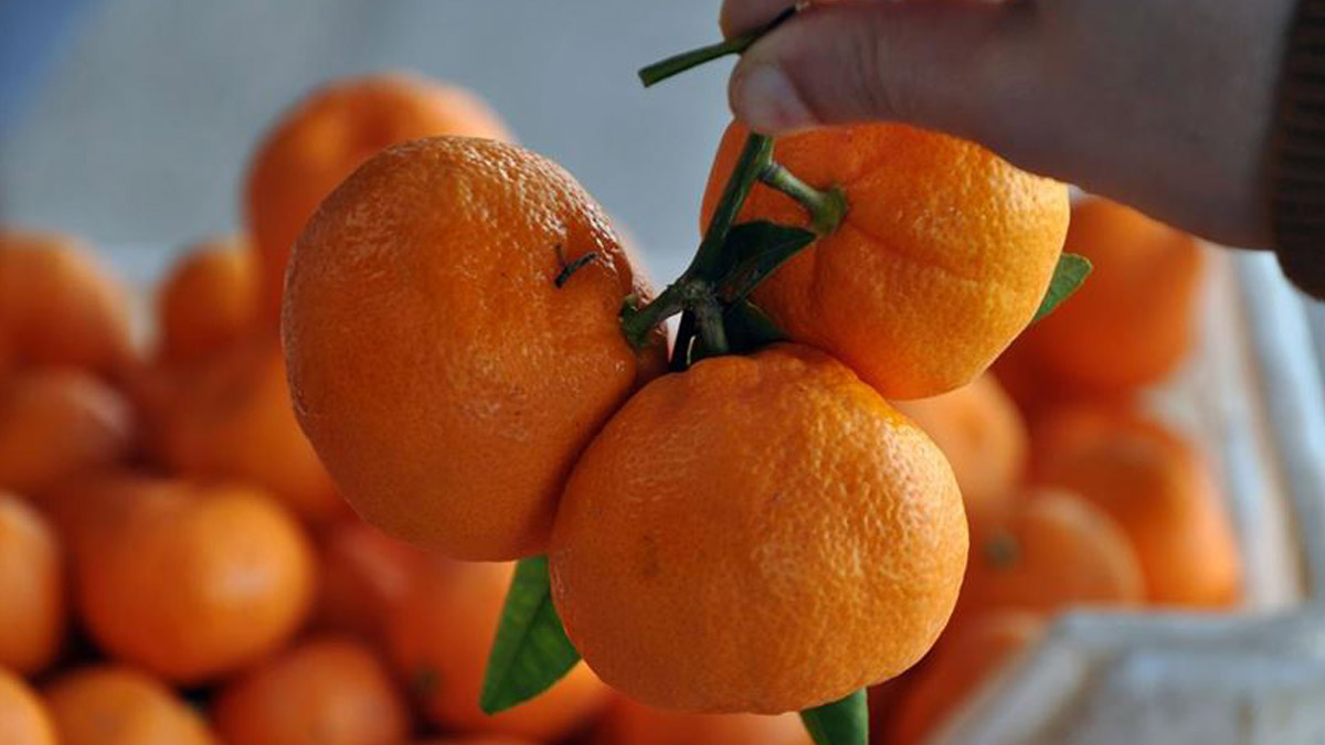 Mandalinanın fiyatı yüzde 100 arttı