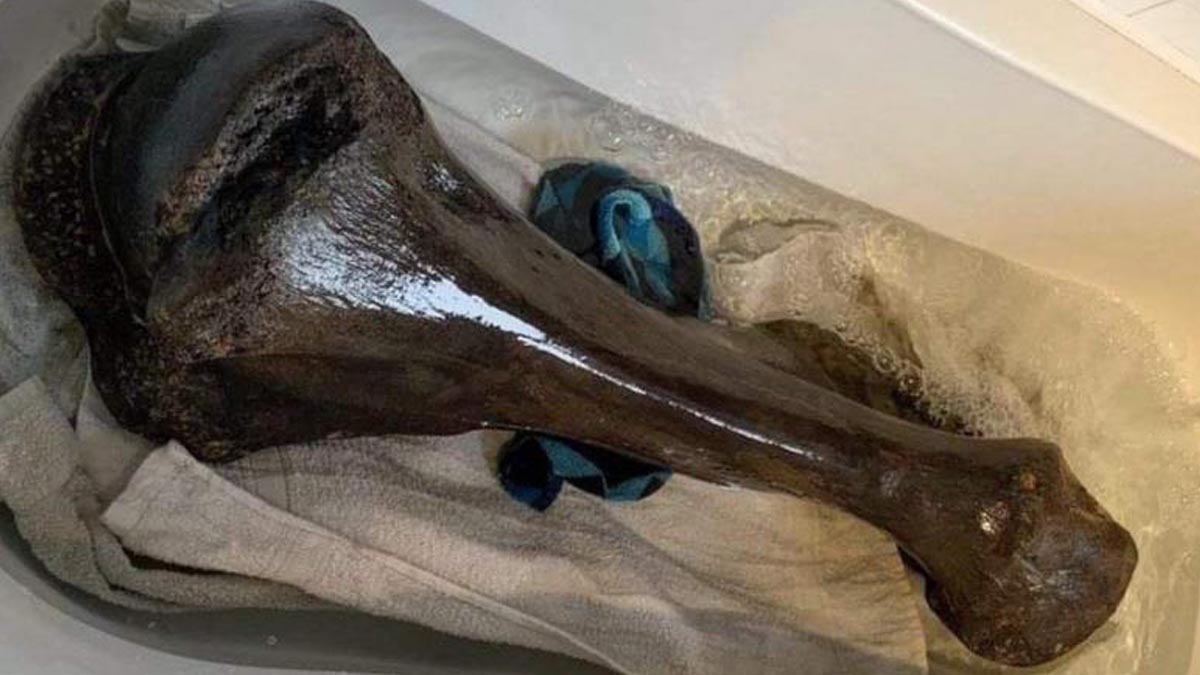 İngiltere'de 125 bin yıllık fil fosili bulundu