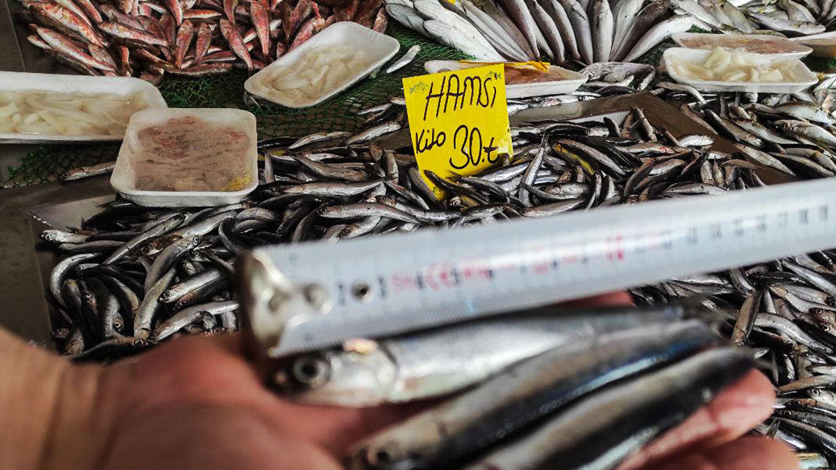 Av yasağı kalktı, hamsi fiyatları düştü