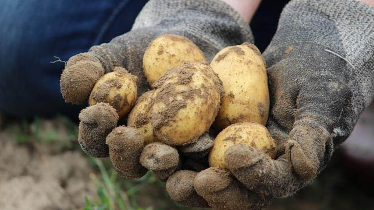 Patatesler depoda çürüdü... Çiftçi isyan etti