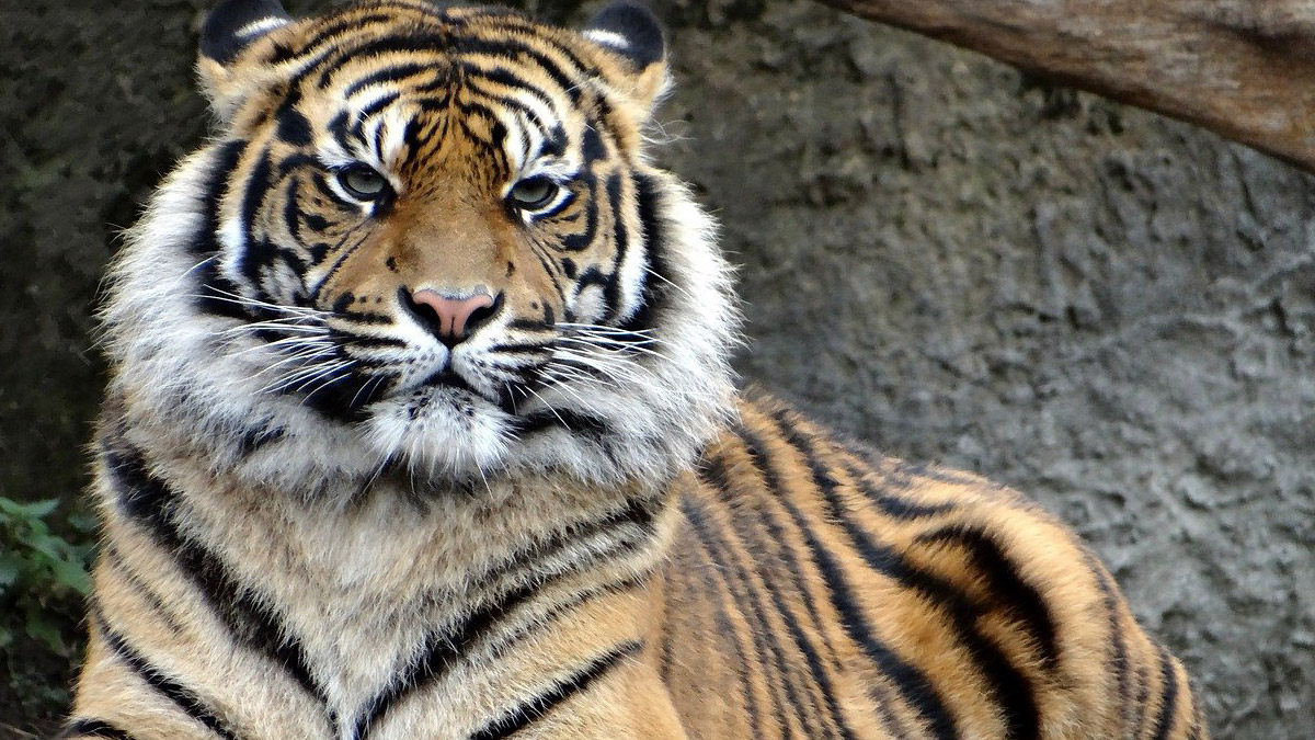 ABD’de iki kaplan koronavirüse yakalandı