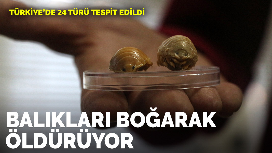 Türkiye'de 24 türü var! Balıkları boğarak öldürüyor