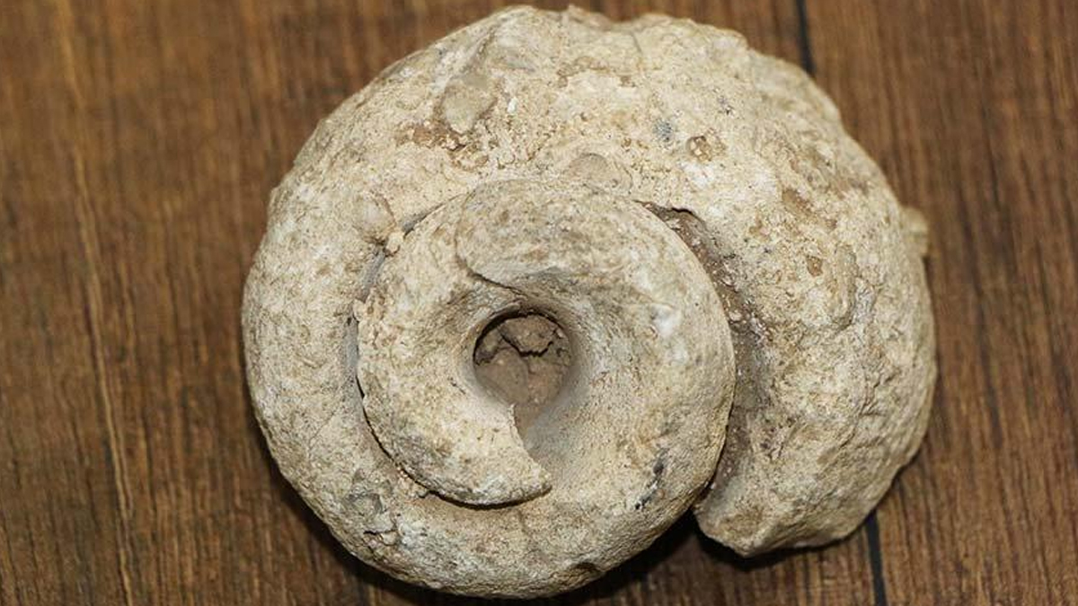 Çiftçinin tarlasını gezerken bulduğu fosil 100 milyon yaşında