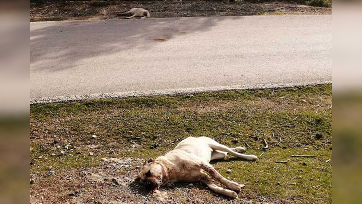 Çevreye atılan zehirli balıkları yiyen köpekler öldü