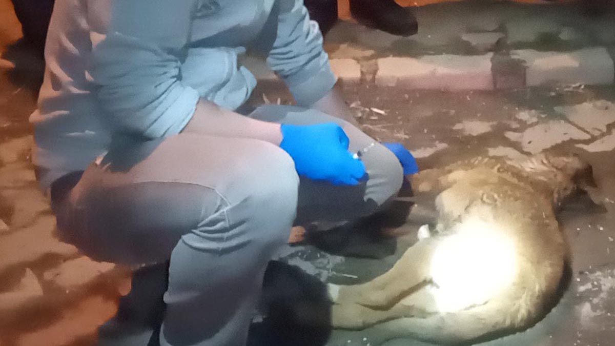 'Kayseri'de 3 köpek zehirlenerek öldürüldü' iddiası