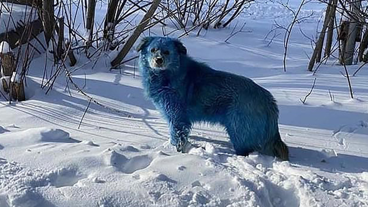 Rusya'da mavi köpek şaşkınlığı