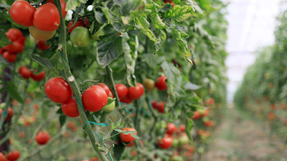 Kota artırıldı, Rusya'ya domates sevkiyatı başlıyor