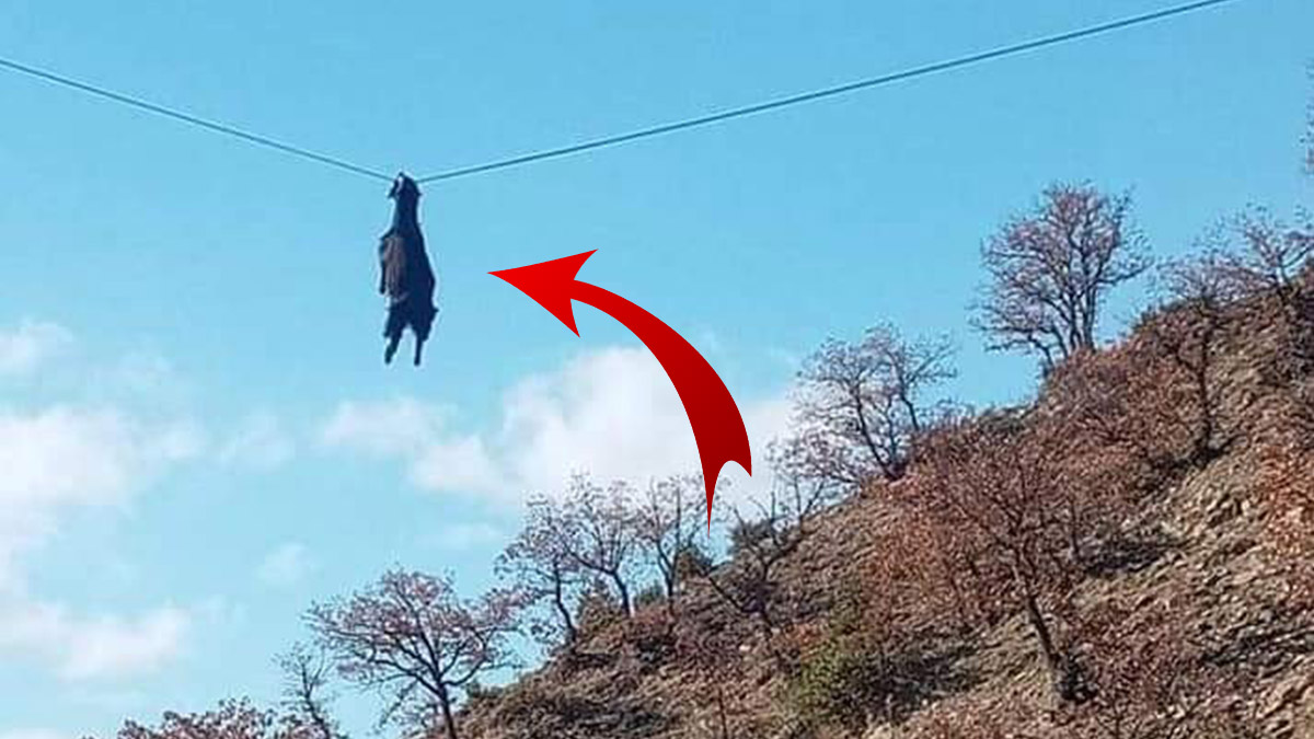 Telgrafın tellerine 'keçiler' mi konar...