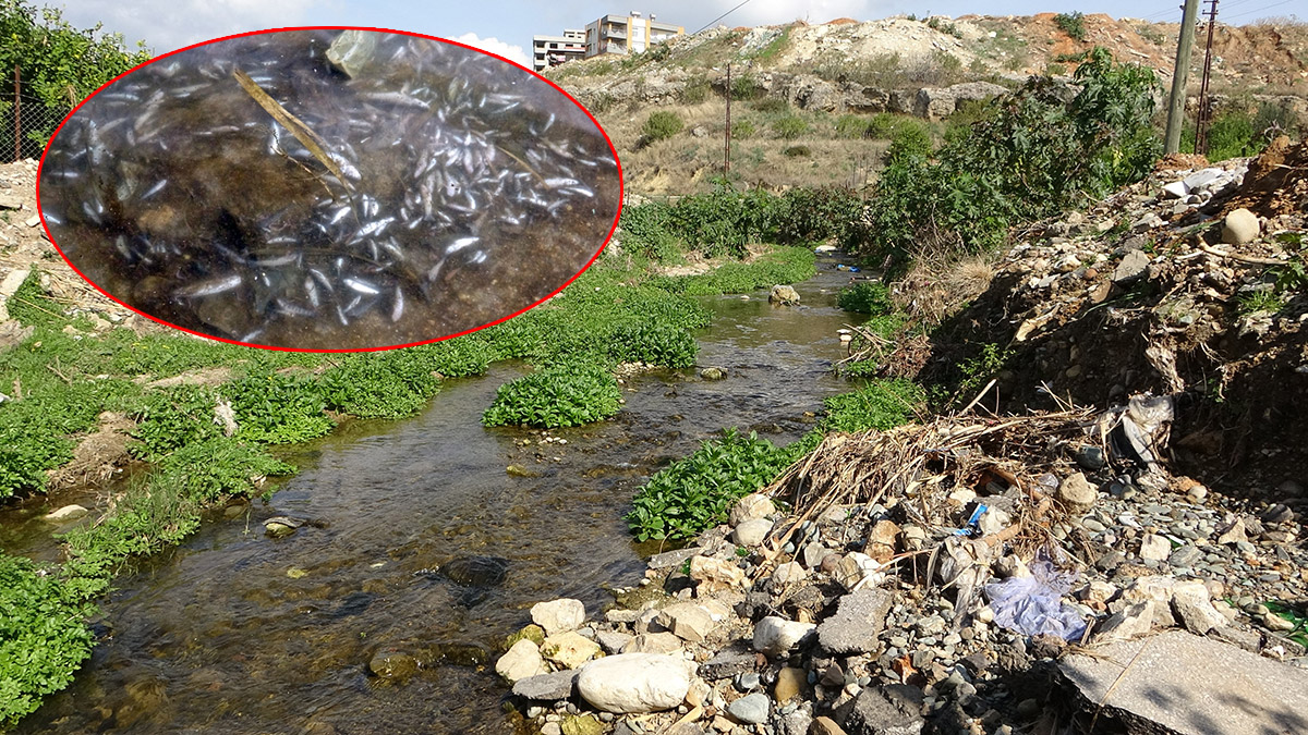 Adana'da balık ölümleri korkuttu