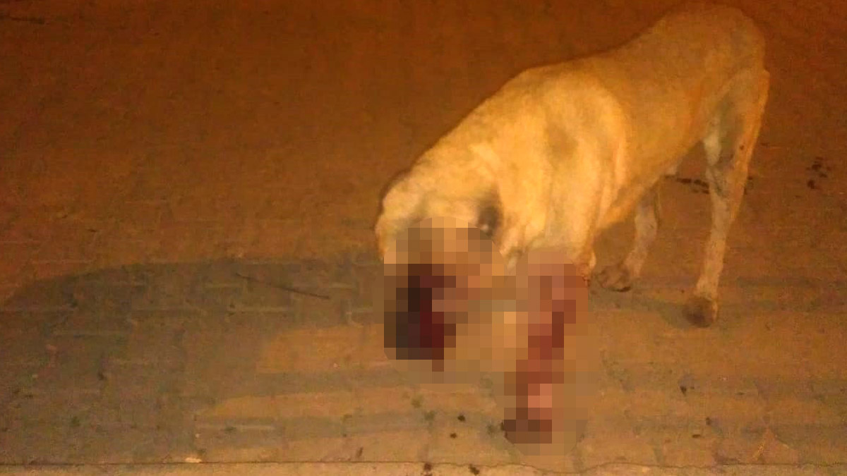 Kan donduran işkence! Köpeğin gözlerini oyup, öldüresiye dövdüler