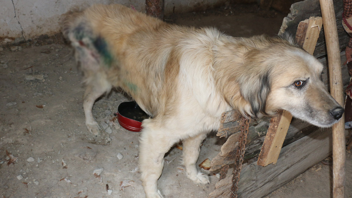Av tüfeğiyle vurulan Duman sağ arka bacağını kaybetti