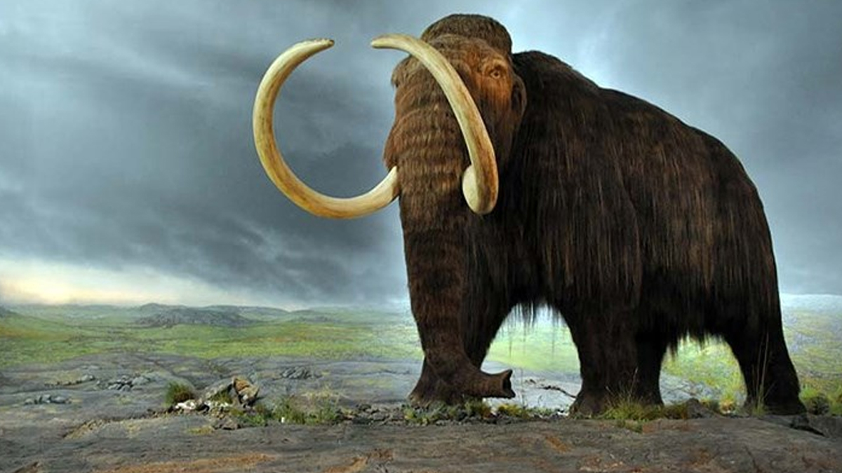 Tarihin en eski DNA'sı kayıtlara geçti