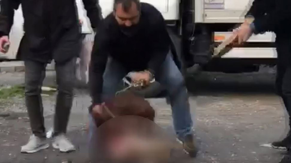 İstanbu'da 'pitbull' dehşeti! Kediyi vatandaşlar kurtardı