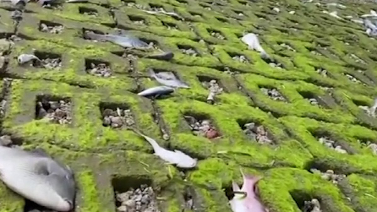 Teksas felaketi yaşıyor: Soğuktan donan balıklar kıyıya vurdu