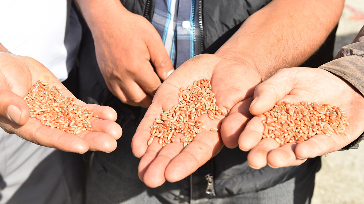 Ankara Büyükşehir'in çiftçiye fide desteği devam ediyor