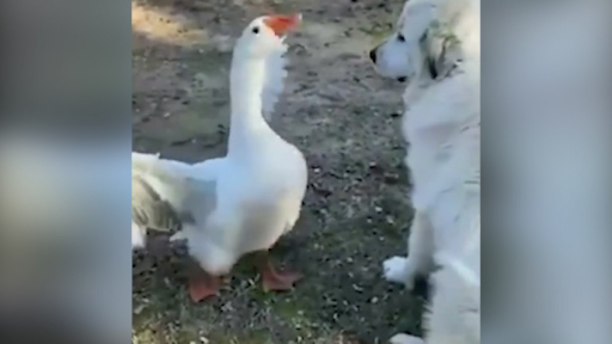 Sevimli kaz köpek arkadaşını keçilerden böyle korudu