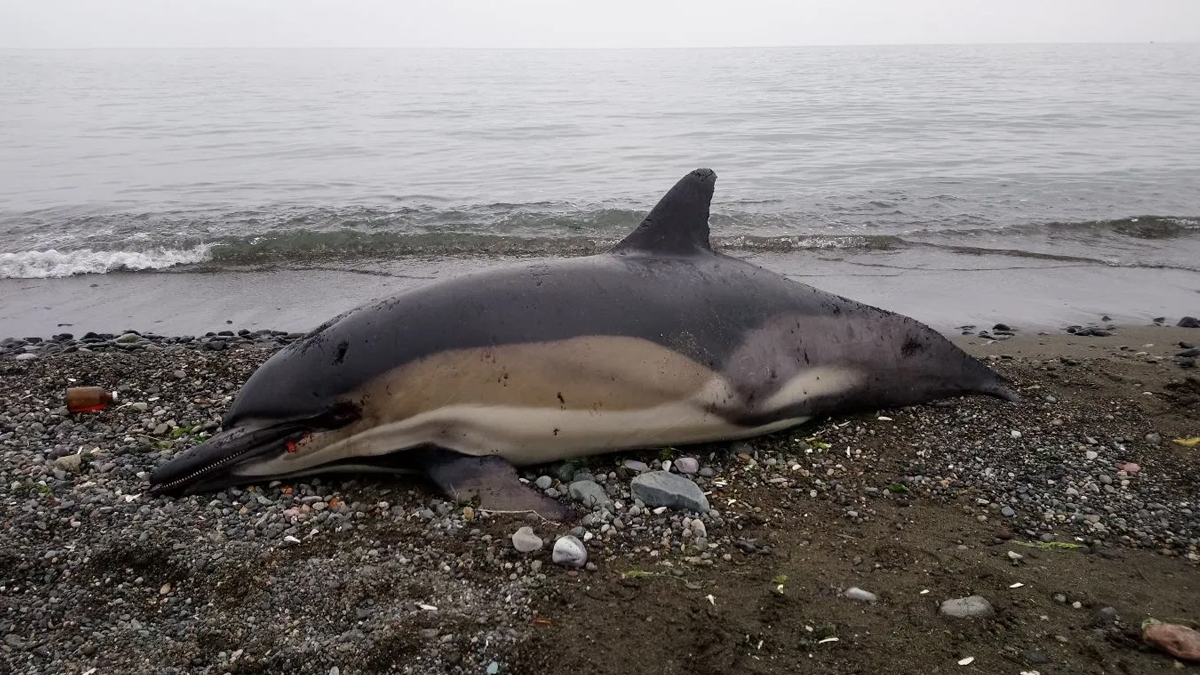 Mozambik'te onlarca yunus kıyıya vurdu