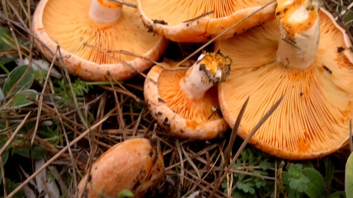 Bolu Kanlıca Mantarı coğrafi işaret aldı