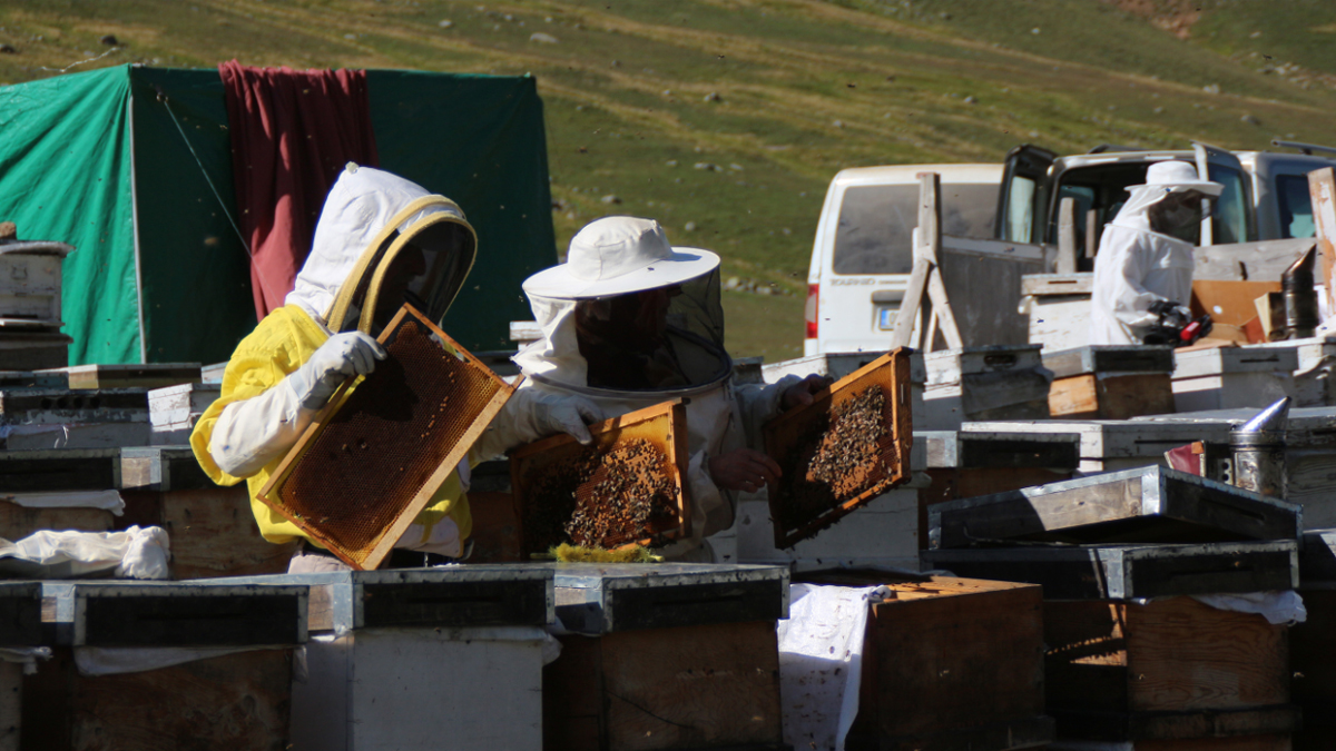 Rize'nin meşhur Anzer balı 'coğrafi İşaret' tescili aldı