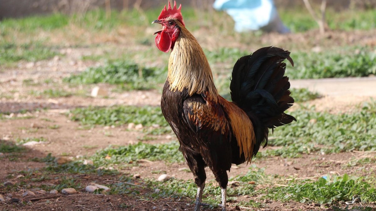 Öterken bayılan horoz, Japonya'da gündem oldu