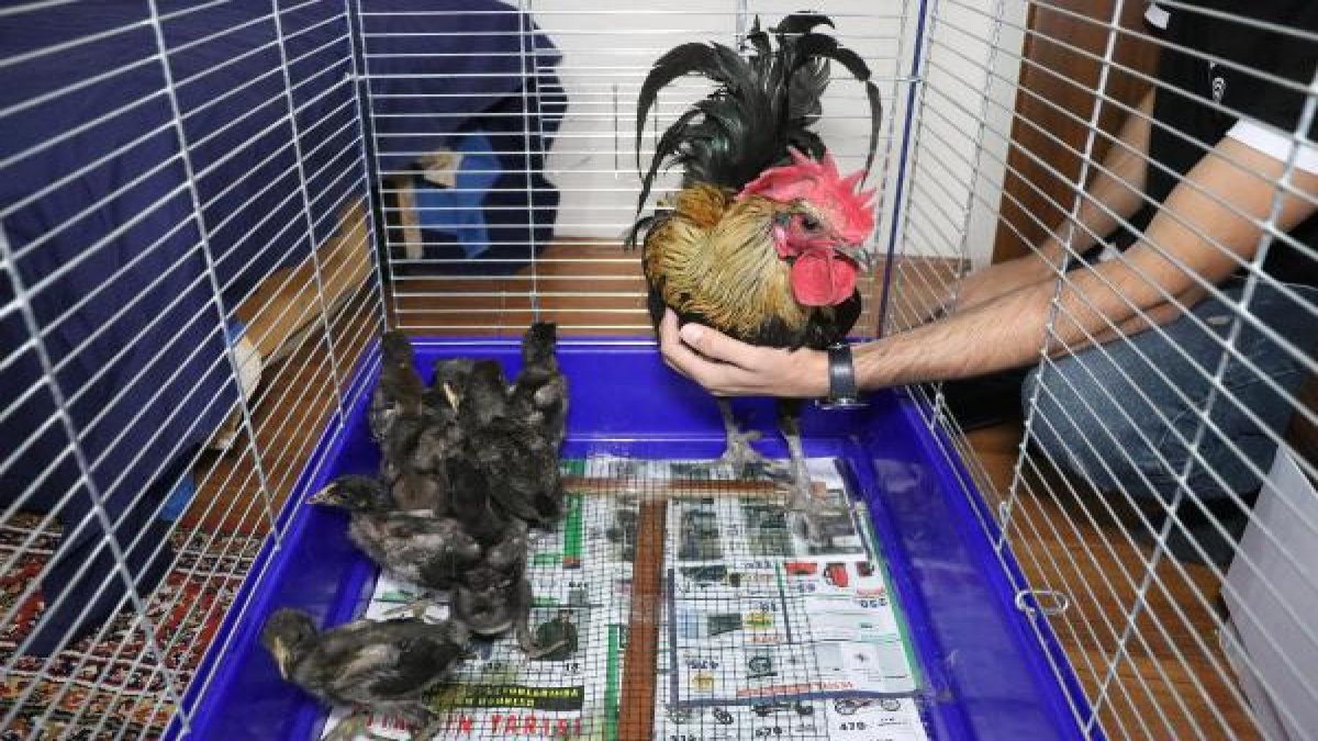 Öterken bayılan fenomen horozun 10 yavrusu oldu