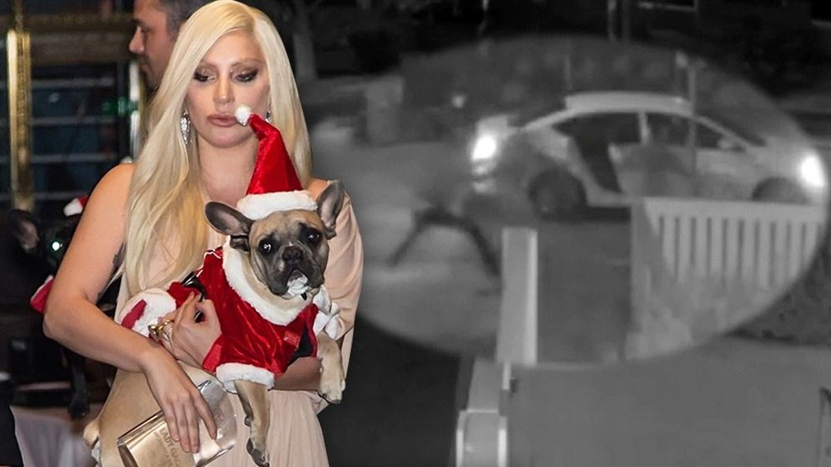Lady Gaga'nın 500 bin dolar ödül vaat ettiği köpekleri polise teslim edildi