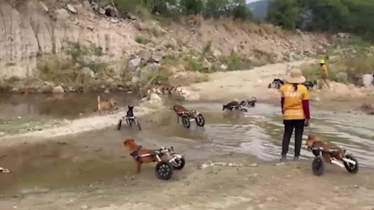 Görüntüler tebessüm ettirdi: Engelli köpeklerin su keyfi