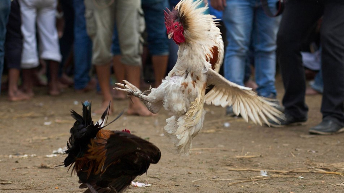 Dövüştürülmek istenen horoz sahibini öldürdü