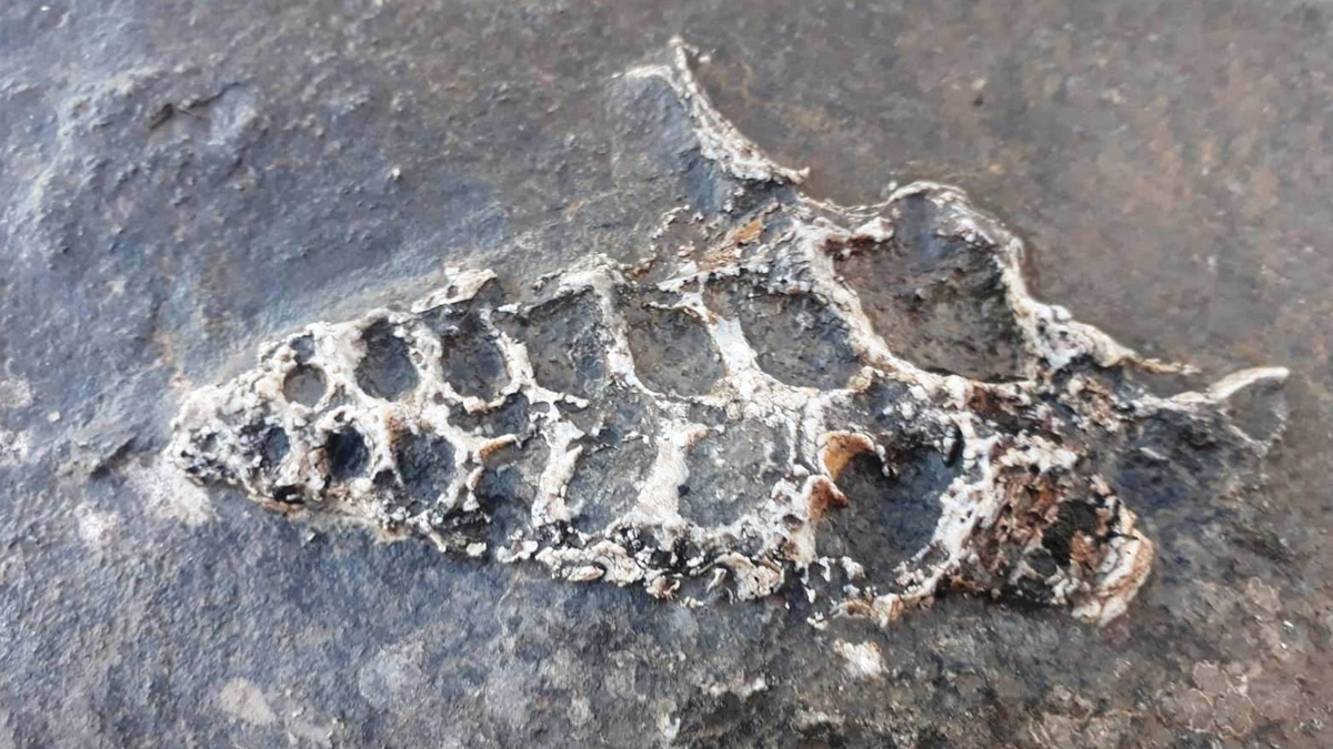 Adıyaman'da 70 milyonluk yıllık fosil bulundu