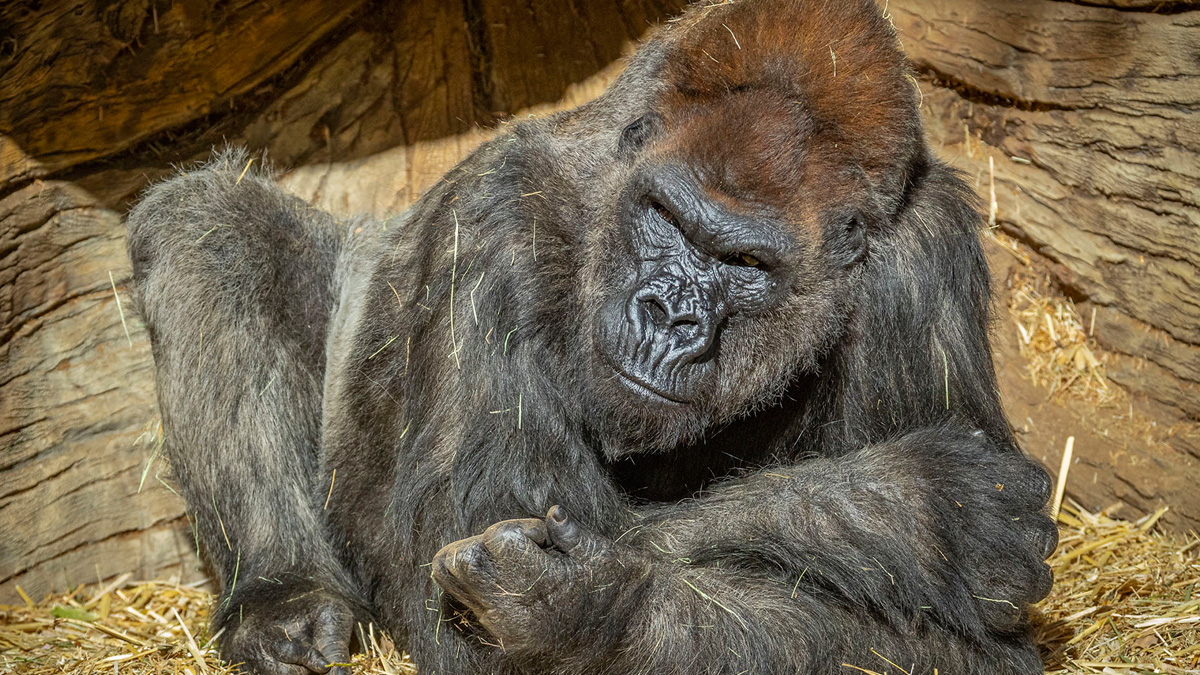 ABD'de bazı goril türlerine Kovid-19 aşısı yapıldı