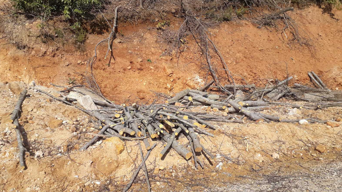 Ordu'da ağaç katliamı: Kazdağları'ndan çekip gidenler Fatsa'ya çullanıyor