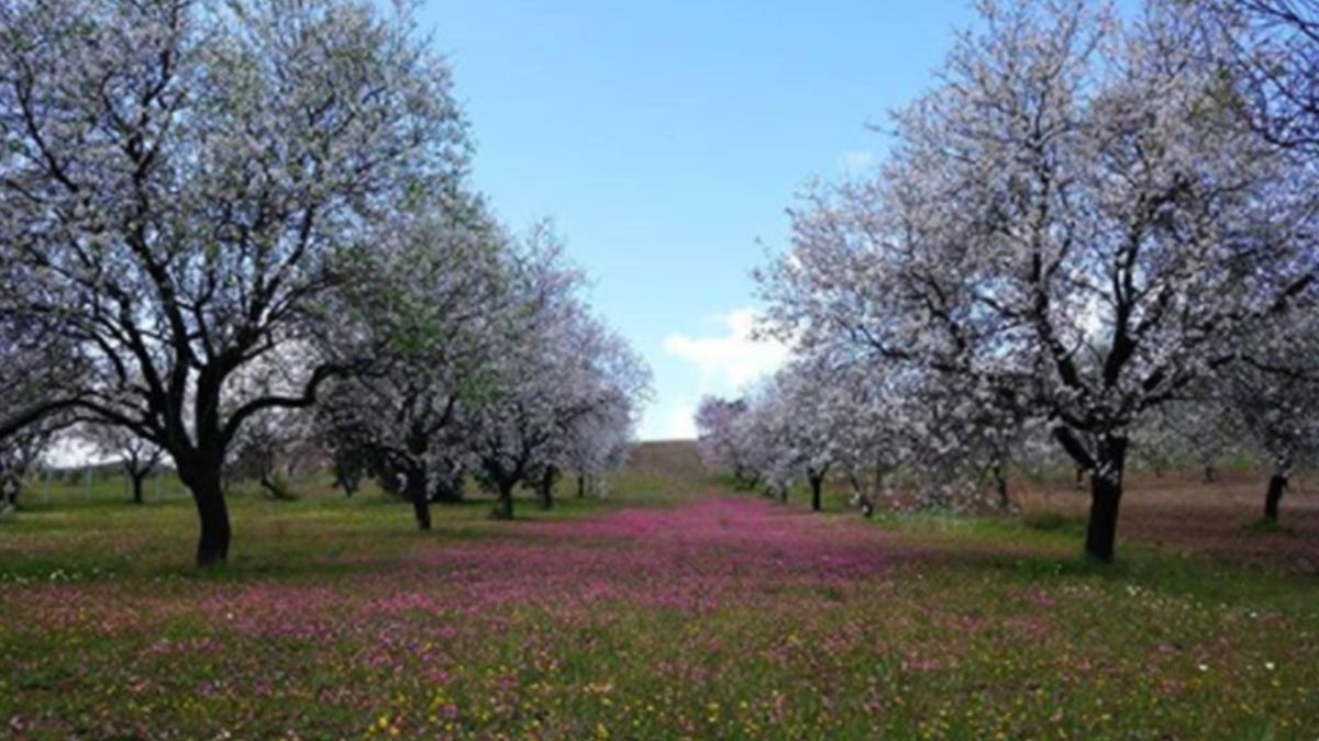 Datça Belediyesi, NFT tweetini 6 bin dolara sattı