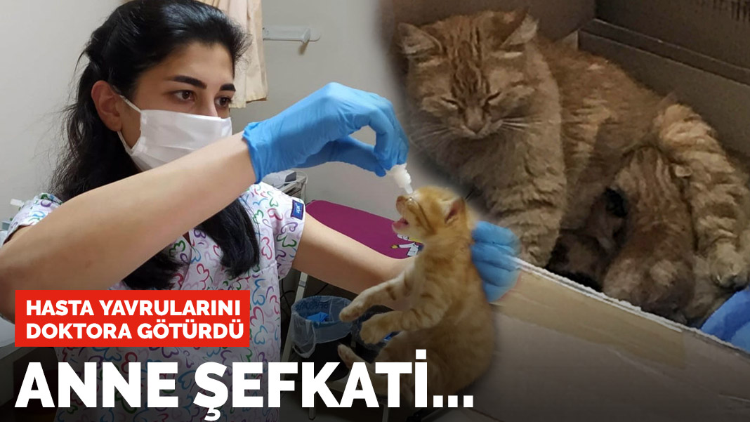 Anne kedi hasta yavrularını doktora böyle götürdü