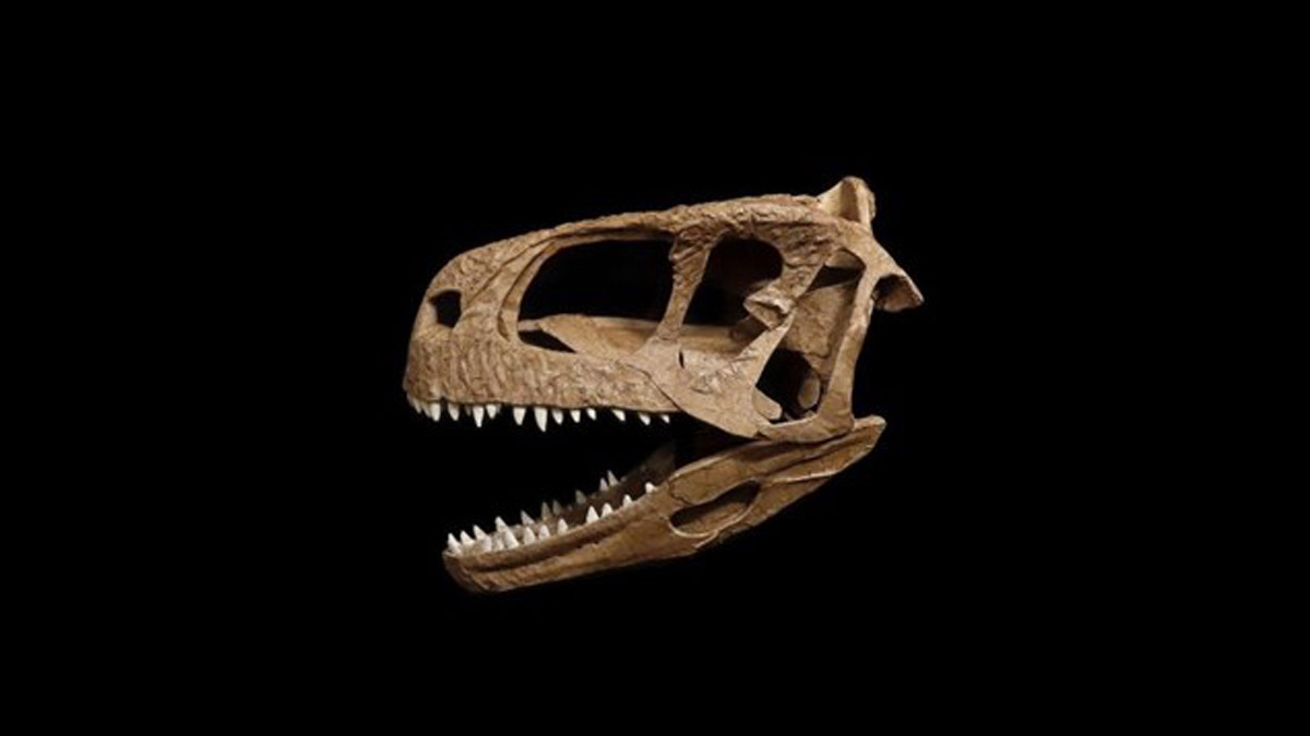 Bilim insanları yeni bir dinozor türü keşfetti