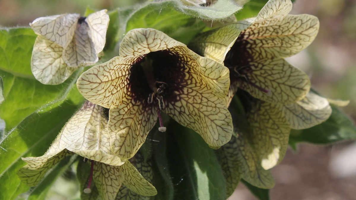 Jandarmadan 'sakın tüketmeyin' uyarısı: Kentte hasta sayısı arttı