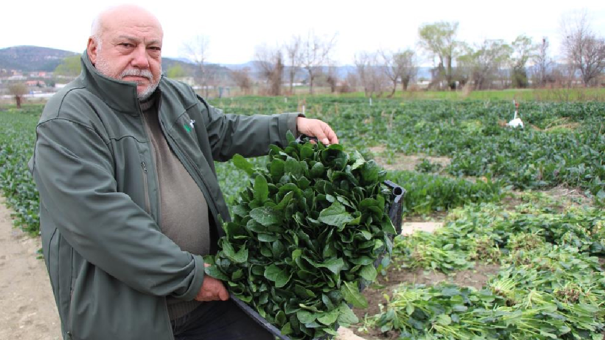 Çiftçiden hükümete: Benim ıspanağımı da satın alıp halka dağıtsınlar