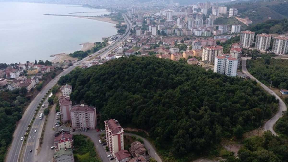 Fatsa'daki ormanlık alan yapılaşmaya açıldı