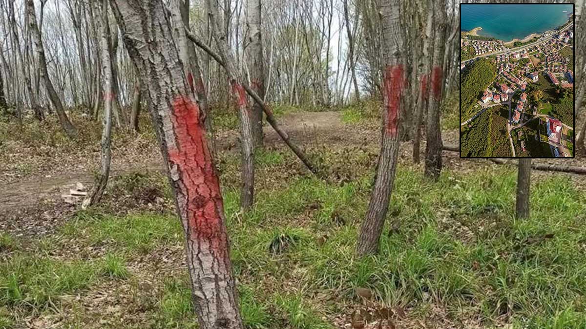 CHP'li Torun'dan 'Fatsa' tepkisi: Ağaçlar işaretlendi