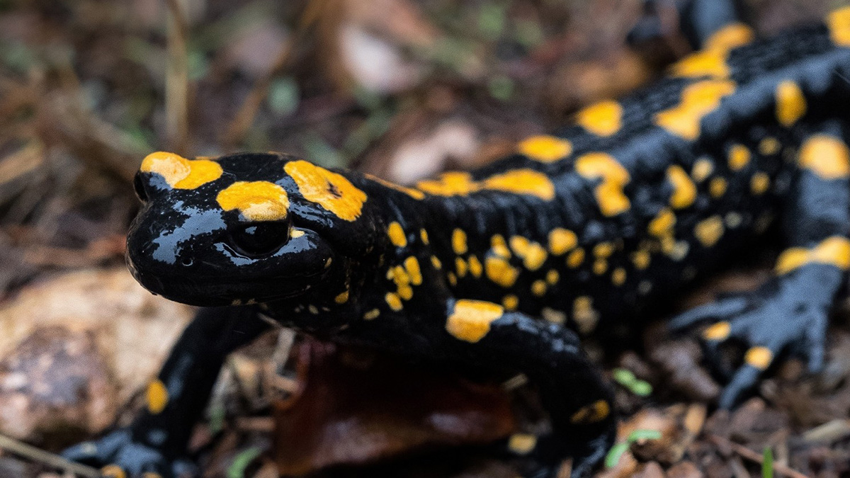 Benekli semenderler kendini göstermeye başladı