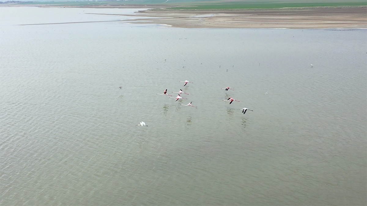 Başkent'in renkli misafirleri Flamingolar Mogan Gölü semalarından geçti
