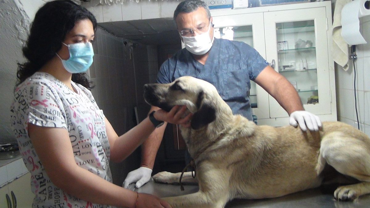 Köpeği bıçakladılar, ölmeyince ateş açtılar